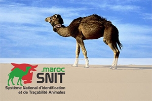 snit maroc